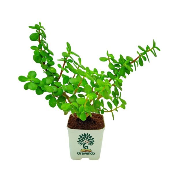 Jade Plant - Live Indoor Plant | Easy Care & Low Maintenance | Perfect for Home & Office Decor