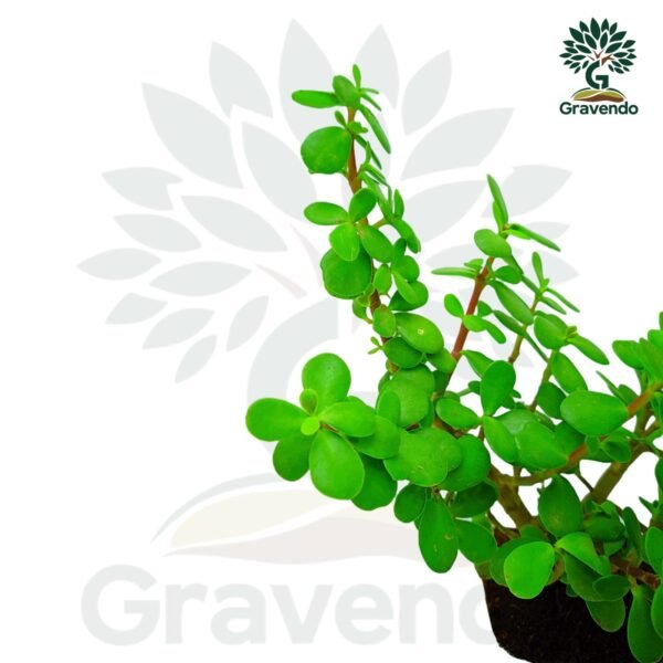 Jade Plant - Live Indoor Plant | Easy Care & Low Maintenance | Perfect for Home & Office Decor - Image 2