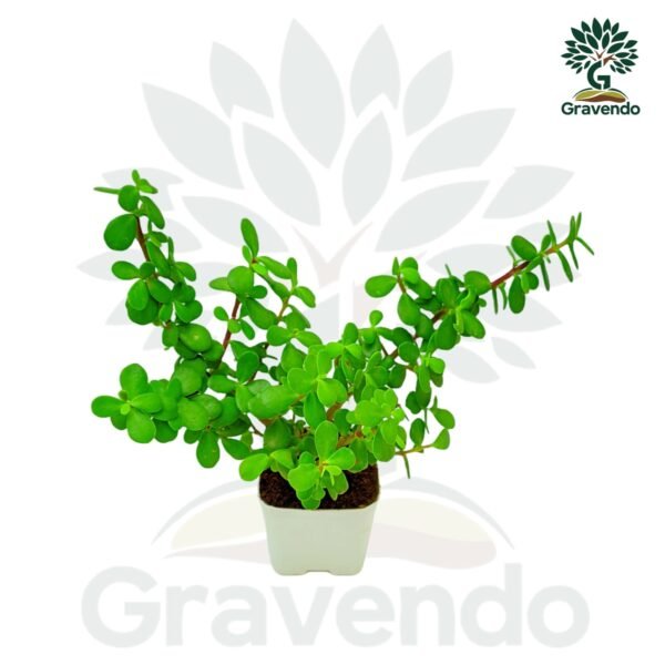 Jade Plant - Live Indoor Plant | Easy Care & Low Maintenance | Perfect for Home & Office Decor - Image 4